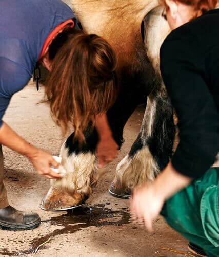 Een vrouw maakt de hoeven van een paard schoon