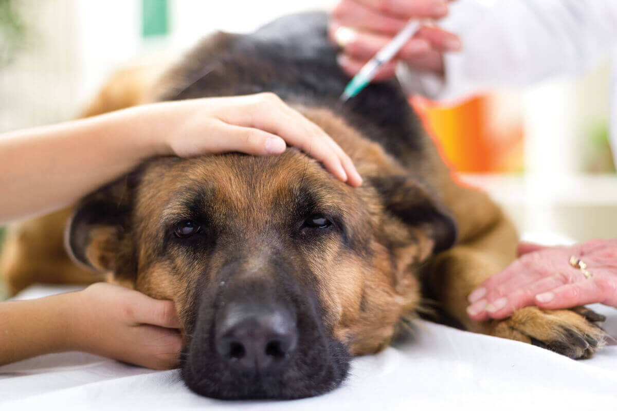 Hond krijgt een vaccin