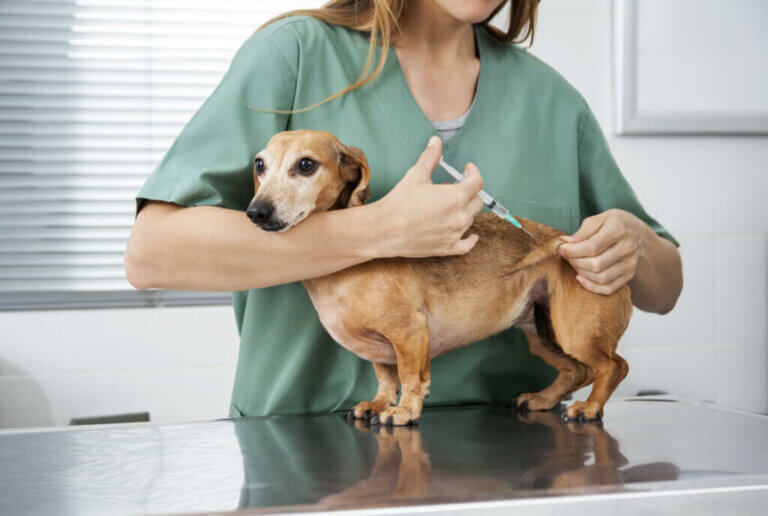 Vaccineren van honden: welke vaccins hebben ze nodig?