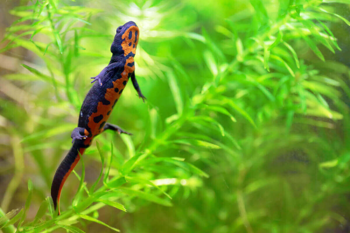Salamander onder water