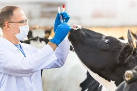 Een dierenarts geeft medicijn aan een koe