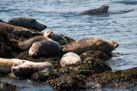 Een groep zeehonden ligt op een rots