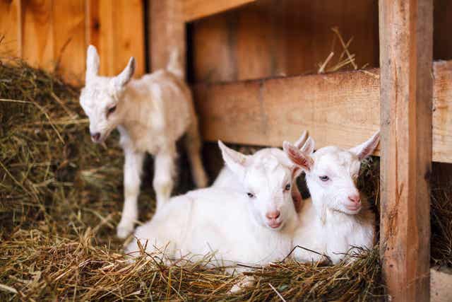 Drie jonge geitjes in een stal