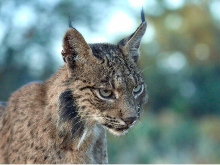 Alles over het gedrag van de Iberische lynx