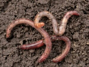 Ontdek hoe wormen zich voortplanten