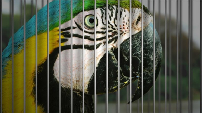7 vogelsoorten die met uitsterven worden bedreigd