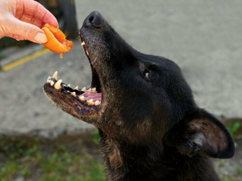 Kunnen honden perziken eten?