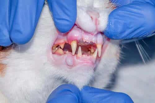 Een dierenarts bekijkt de tanden van een kat