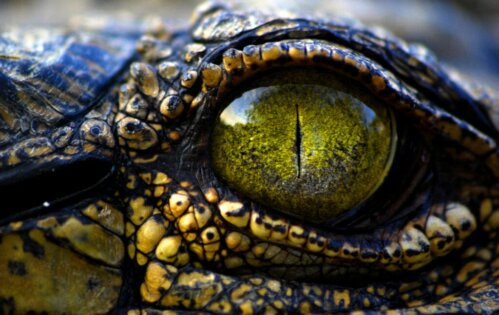 9 soorten krokodillen
