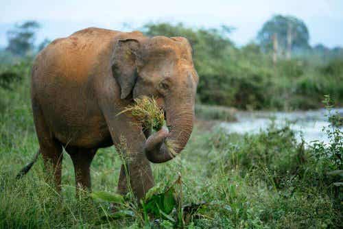 Een olifant in het wild eet gras