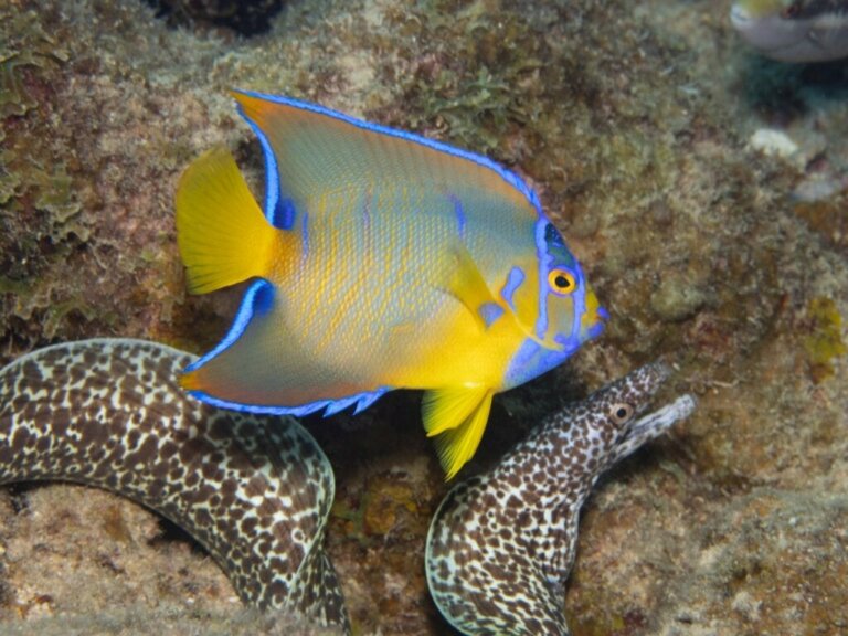 Queen angelfish: habitat en kenmerken
