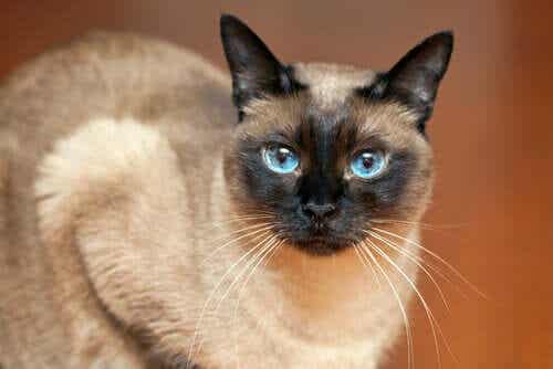 Een siamese kat met blauwe ogen kijkt in de camera