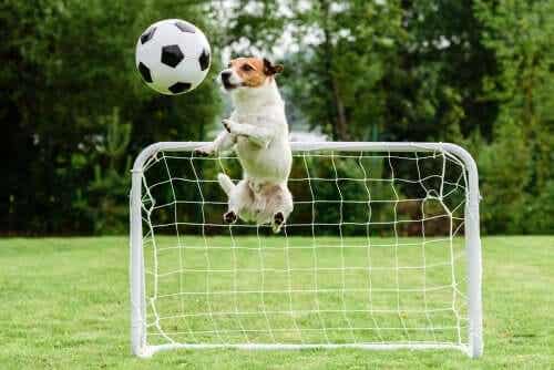 Een hond springt omhoog naar een voetbal