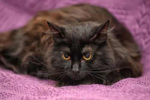 Een zwarte kat met gele ogen