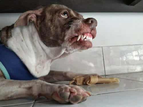 Een hond beschermt zijn bot en laat zijn tanden zien