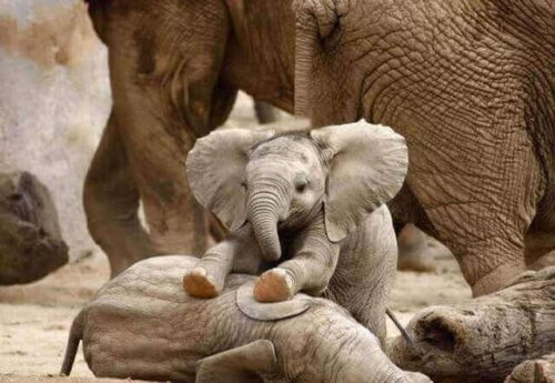 Een spelende baby olifant