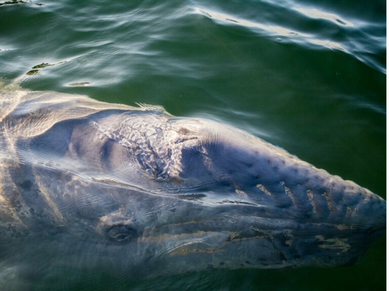Grijze walvis verbreekt het record voor de langste dierenreis!