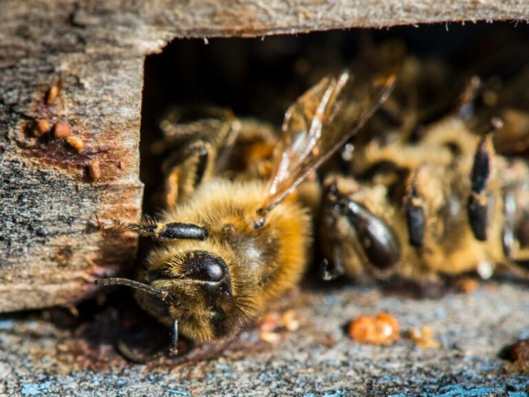 Productie van amandelmelk doodt miljarden bijen
