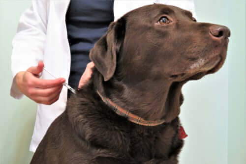 De verzorging en voeding van honden met diabetes