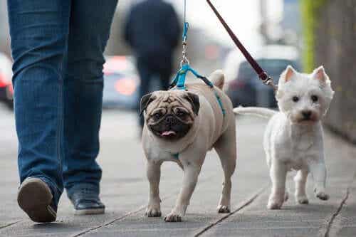Twee honden wandelen aan de lijn