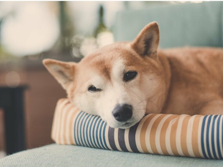 Waarom draaien honden rondjes voordat ze gaan slapen?