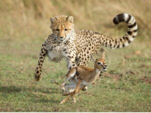 Alles over het gedrag van de cheeta