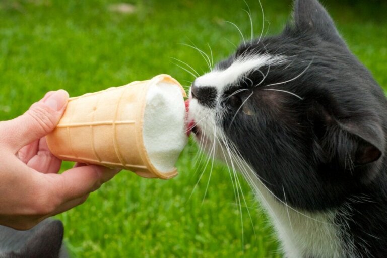 Mogen katten ijs eten?