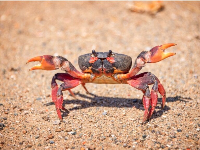 Kende je deze 10 curiositeiten over krabben al?