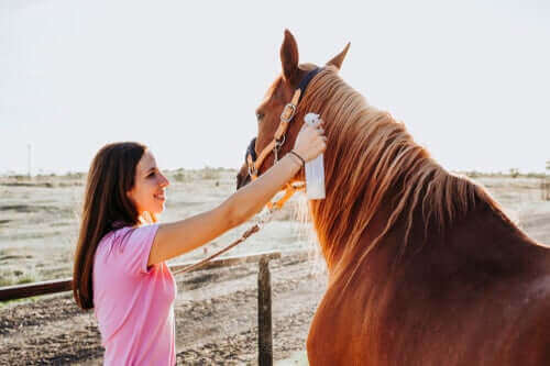 De behandeling van ringworm bij paarden