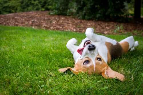 Waarom houden honden ervan om in het gras te rollen?