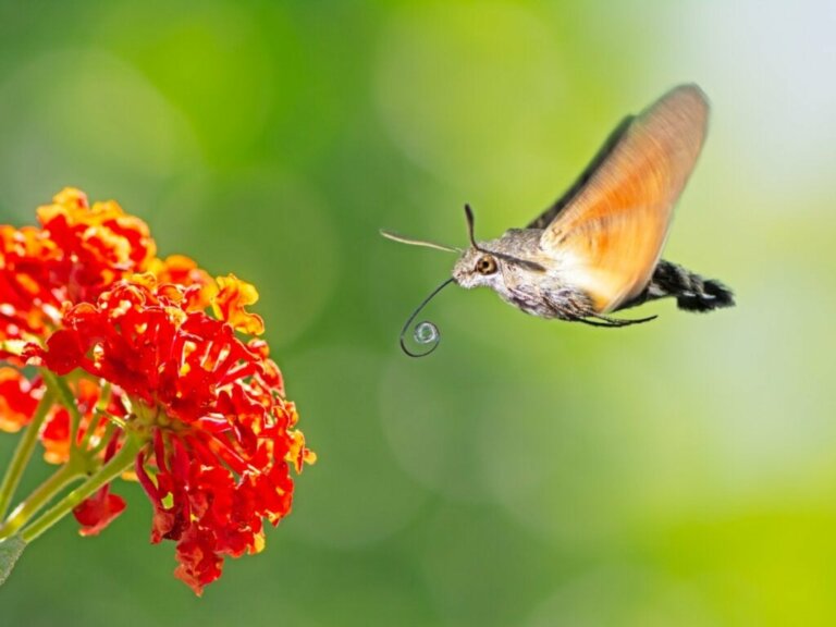 De kolibrievlinder: habitat en kenmerken