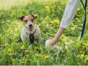 Soorten ontlasting bij honden en wat het zegt over de gezondheid