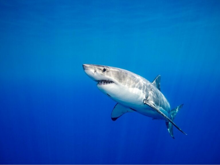 Wist je dat haaien langdurige relaties hebben?