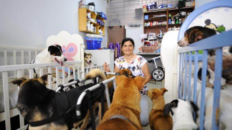 Vrouw helpt gehandicapte honden met wiegen, rolstoelen en luiers