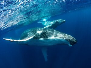 De 10 grootste zeedieren ter wereld