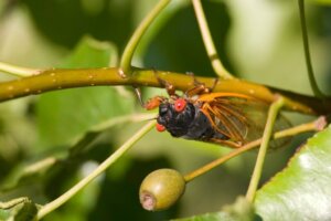 Cicaden: habitat en kenmerken