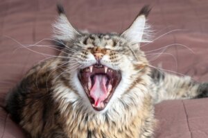 4 mythes over de snorharen van katten