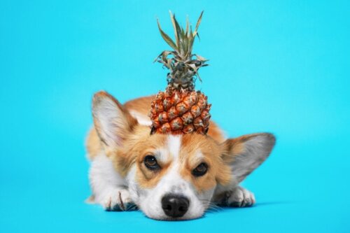 Hoe zit dat: is ananas goed voor honden?