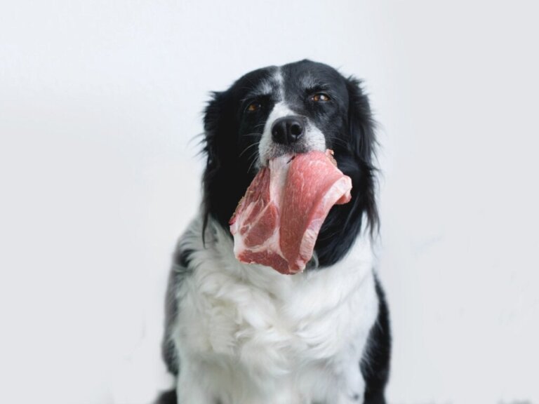 Hoe lang doet een hond erover om zijn voedsel te verteren?