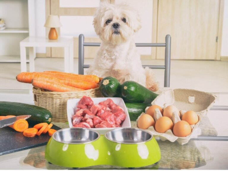 5 gezonde voedingsmiddelen voor honden