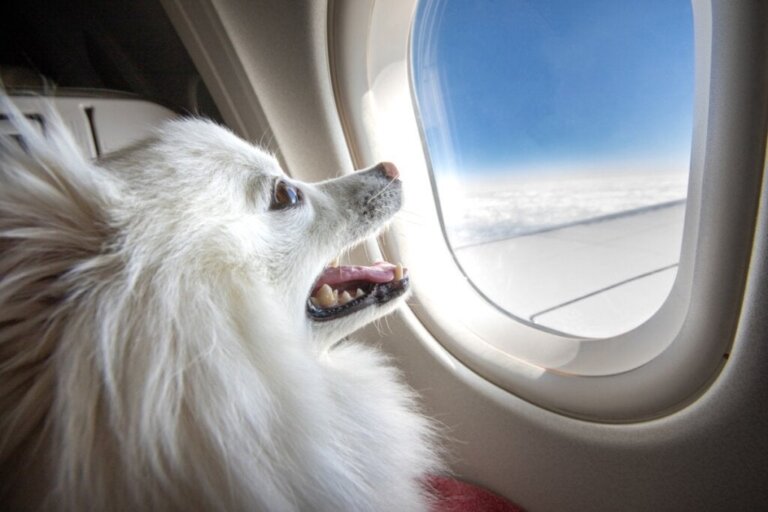 Welke hondenrassen mogen niet met het vliegtuig reizen?