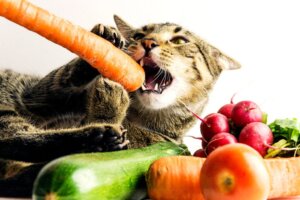 Veganistische diëten voor huisdieren zijn onvolledig, zeggen deskundigen