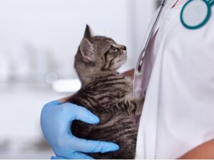 Lymfoom bij katten: oorzaken, symptomen en behandeling