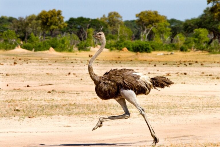 Is het waar dat de struisvogel zijn kop in het zand steekt?