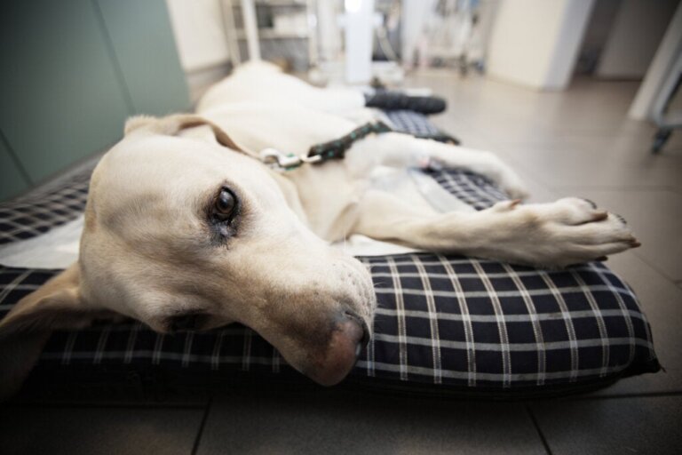 Hernia perinealis bij honden: symptomen, behandeling en verzorging