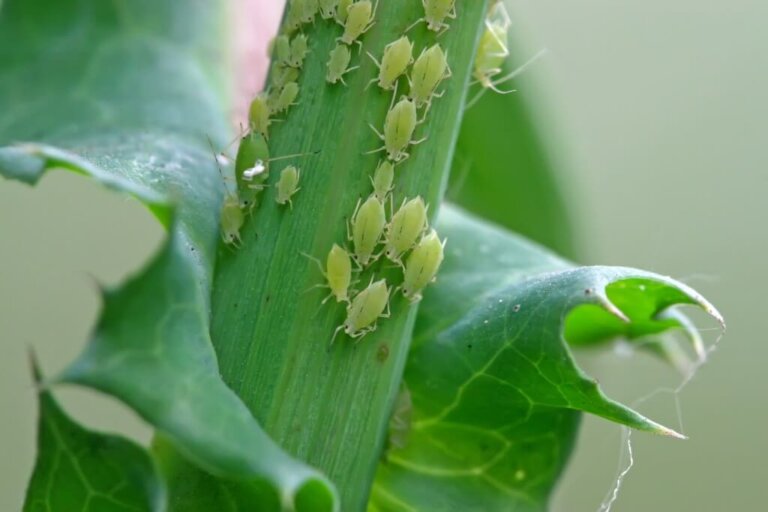 Hoe kom je van bladluizen af die op je planten zitten?
