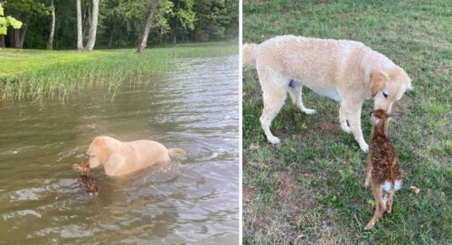 Verdrinkend hertenkalfje gered door een dappere hond