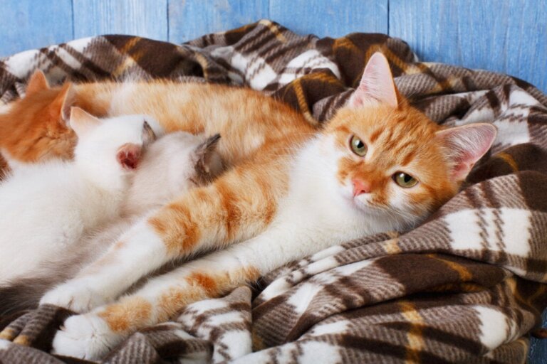 8 tekenen waaraan je kunt merken dat een kat gaat bevallen