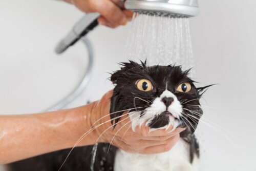 Een volwassen kat voor het eerst in bad doen: alles wat je moet weten