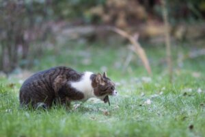Gastritis bij katten: oorzaken, symptomen en behandeling